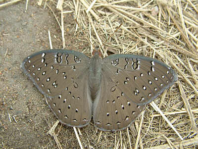 Ein Schmetterling der Art Hamanumida daedalus (Masai Mara National Reserve)