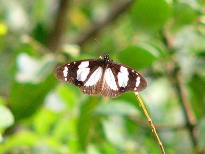 Ein Schmetterling im Shimba Hills National Reserve