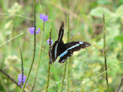Ein Schmetterling im Shimba Hills National Reserve