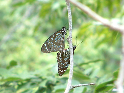 Schmetterlinge im Shimba Hills National Reserve