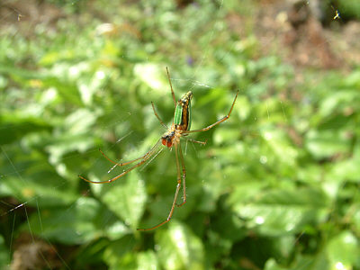 Spinne im Shimba Hills National Reserve