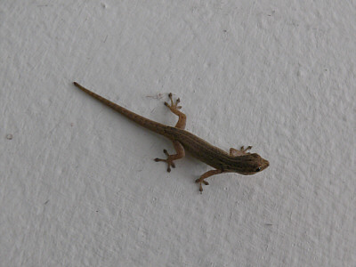 Gecko (Diani Beach, Mombasa)