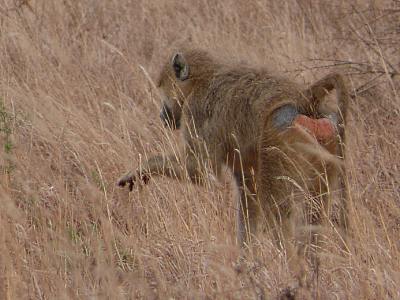 Steppenpavian im Tsavo East Nationalpark