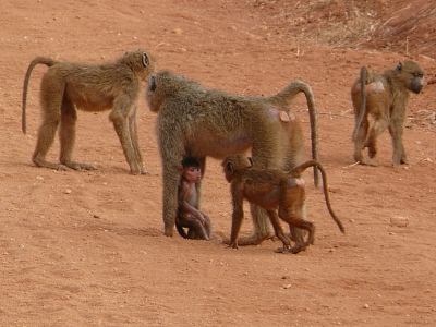 Steppenpaviane im Tsavo East Nationalpark