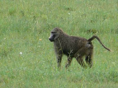 Steppenpavian in der Maasai Mara