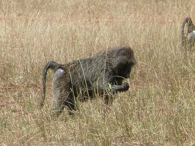 Steppenpavian in der Maasai Mara