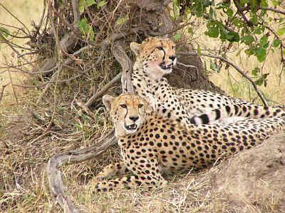 Geparde bei ihrer Siesta unter einem Busch im Masai Mara National Reserve, Kenya