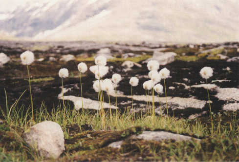 Wollgras in Jotunheimen, Norwegen